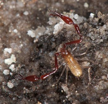 Media type: image;   Invertebrate Zoology 21577